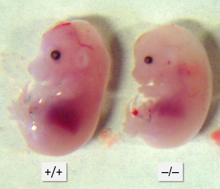 E14.5 embryos.
